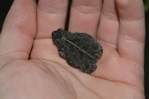 Photo: Francois Becker