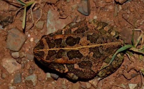 Photo: Francois Becker