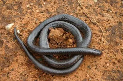 Photo: M O'Shea/K Stratford/Ongava Research Centre