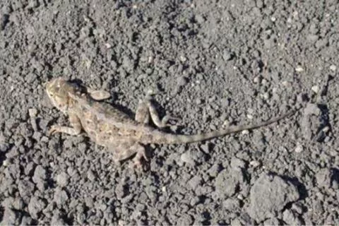 Photo: M O'Shea/K Stratford/Ongava Research Centre