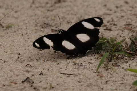 Male. Photo: Steve Braine,