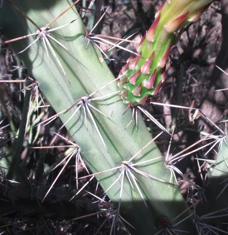 Photo: Coleen Mannheimer