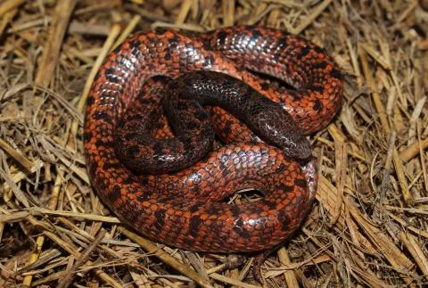 Photo: Francois Theart