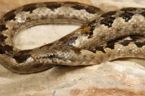 Photo: M O'Shea/K Stratford/Ongava Research Centre