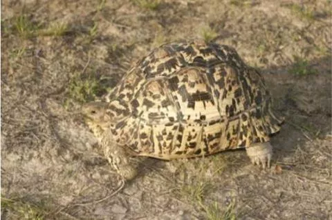 Photo: M O'Shea/K Stratford/Ongava Research Centre