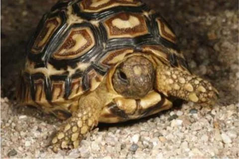 Photo: M O'Shea/K Stratford/Ongava Research Centre