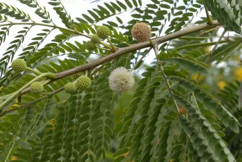 Photo: Coleen Mannheimer