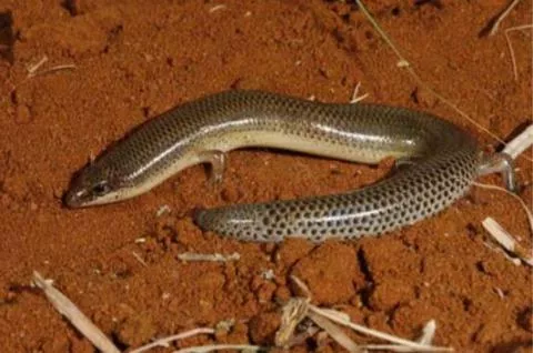 Photo: M O'Shea/K Stratford/Ongava Research Centre