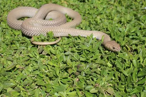 Photo: Francois Theart