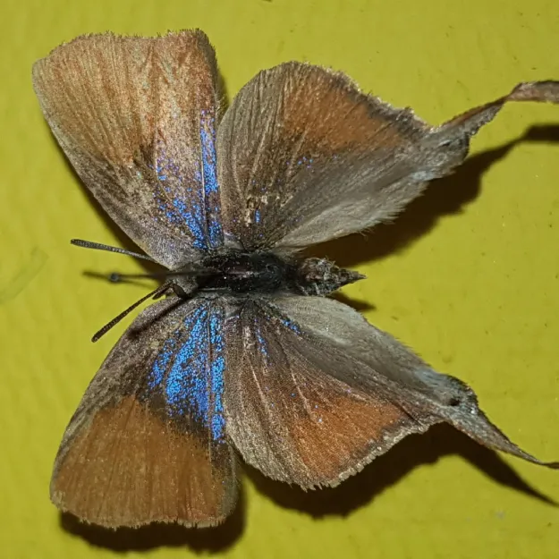 Photo: Alex Singleton