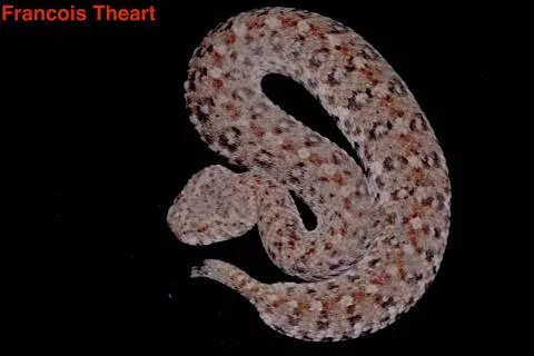 Photo: Francois Theart