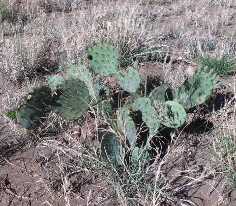 Photo: Coleen Mannheimer