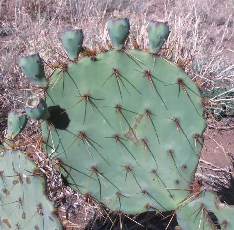 Photo: Coleen Mannheimer