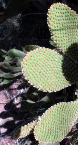 Photo: Coleen Mannheimer