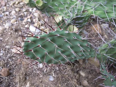 Photo: Coleen Mannheimer