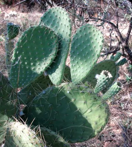 Photo: Coleen Mannheimer