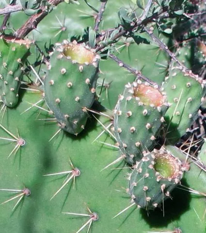 Photo: Coleen Mannheimer