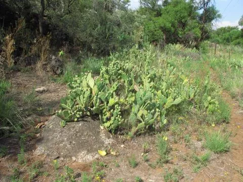 Spiny type, from Okavango floodplain © Photo: Coleen Mannheimer