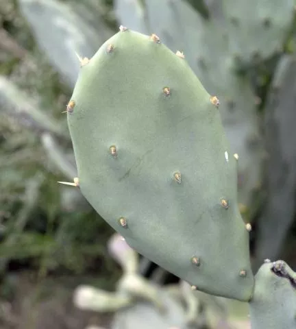 Photo: Coleen Mannheimer