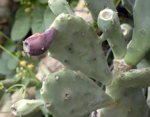 Photo: Coleen Mannheimer