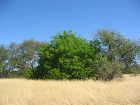 Prosopis chilensis © Photo: Coleen Mannheimer