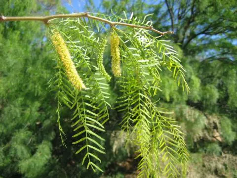 Prosopis chilensis © Photo: Coleen Mannheimer