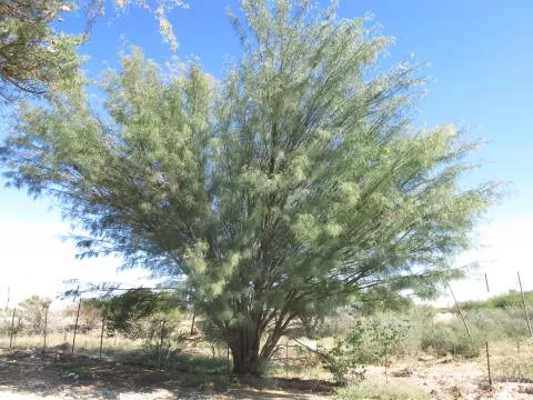 Prosopis chilensis © Photo: Coleen Mannheimer
