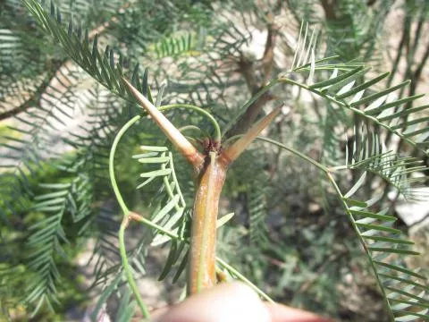 Prosopis glandulosa © Photo: Coleen Mannheimer