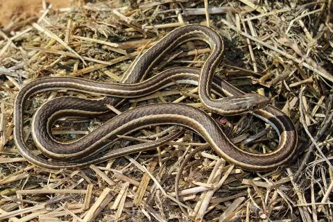 Photo: Francois Theart