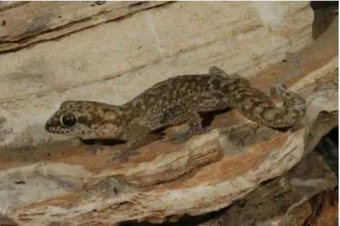 Photo: M O'Shea/K Stratford/Ongava Research Centre