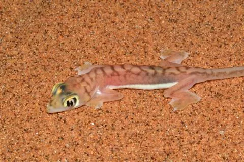 Photo: Francois Becker