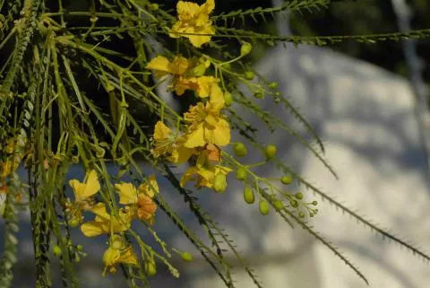 Photo: Coleen Mannheimer