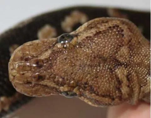 Photo: M O'Shea/K Stratford/Ongava Research Centre