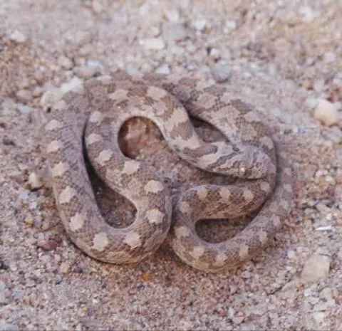 Photo: Francois Theart