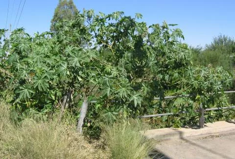 Photo: Coleen Mannheimer