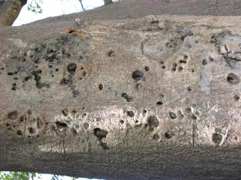 Scars of honey climbing pegs in baobab trunk © Photo: J. Kinahan