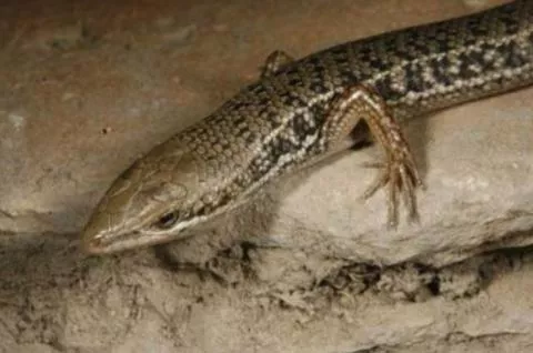 Photo: M O'Shea/K Stratford/Ongava Research Centre