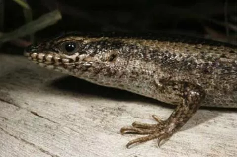 Photo: M O'Shea/K Stratford/Ongava Research Centre