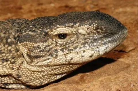 Photo: M O'Shea/K Stratford/Ongava Research Centre