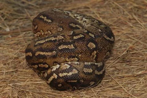 Photo: Francois Theart