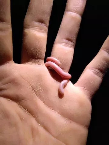 Photo: Stephane Lagneau