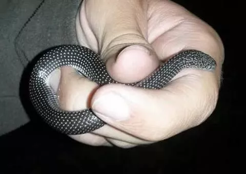 Photo: Francois Theart