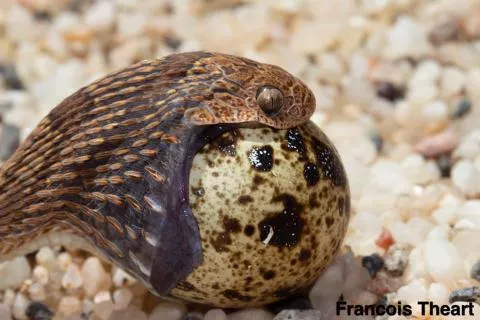 Photo: Francois Theart