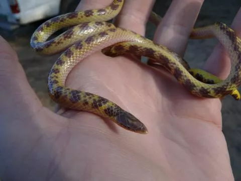 Photo: Phillip Steyn