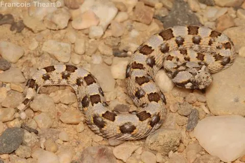 Photo: Francois Theart