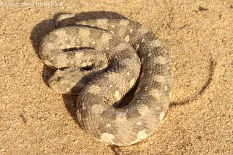 Photo: Francois Theart