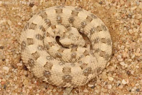 Photo: Francois Theart