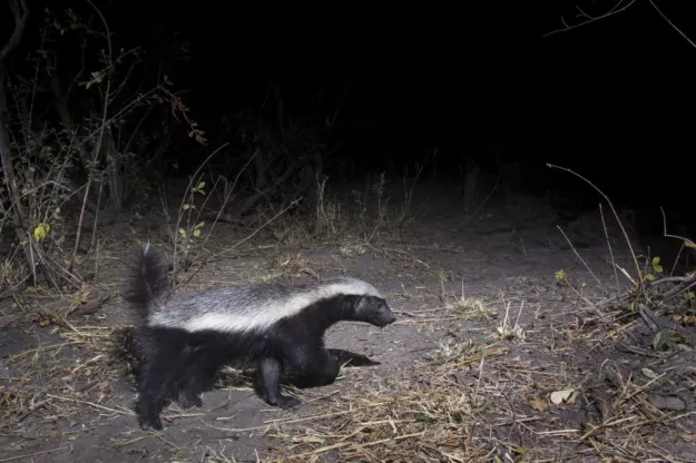 Photo: NACSO/WWF in Namibia