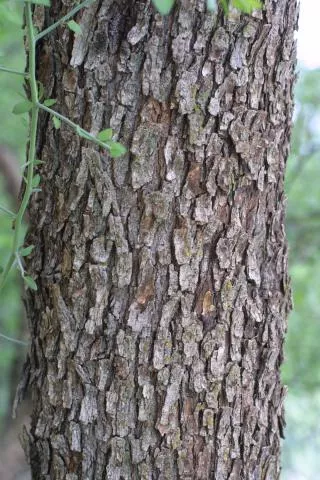 Prosopis velutina © Photo: S. Baskauf, http://bioimages.vanderbilt.edu