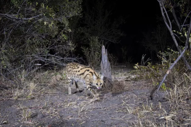 Photo: NACSO/WWF in Namibia